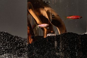 Чёрный грунт для аквариума