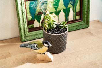 Мульчирование комнатных растений