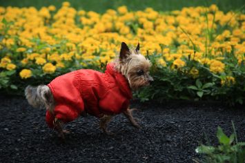 Каменная посыпка в ландшафтном дизайне 