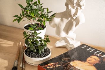 Декорирование комнатных цветов