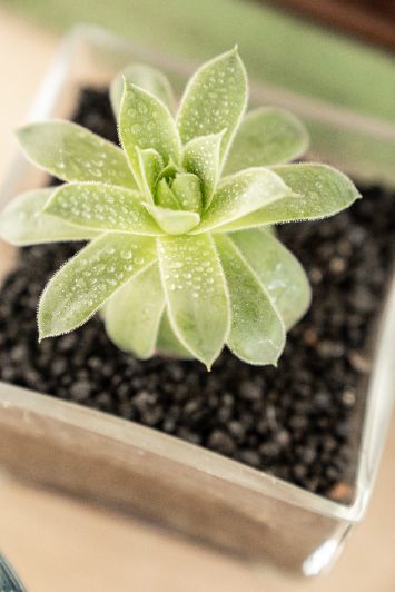 Цветы домашние с крошкой