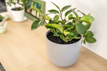 Цветок с мульчирующим грунтом